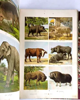 HAYEK- WIELKI ATLAS DO ZOOLOGII, BOTANIKI I MINERALOGII wyd.1887 - 11