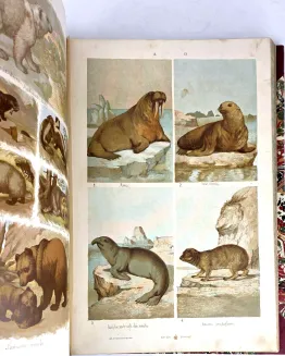 HAYEK- WIELKI ATLAS DO ZOOLOGII, BOTANIKI I MINERALOGII wyd.1887 - 12