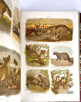 HAYEK- WIELKI ATLAS DO ZOOLOGII, BOTANIKI I MINERALOGII wyd.1887 - 13