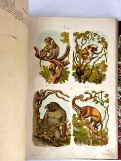 HAYEK- WIELKI ATLAS DO ZOOLOGII, BOTANIKI I MINERALOGII wyd.1887 - 15