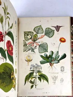 HAYEK- WIELKI ATLAS DO ZOOLOGII, BOTANIKI I MINERALOGII wyd.1887 - 16