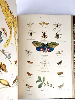 HAYEK- WIELKI ATLAS DO ZOOLOGII, BOTANIKI I MINERALOGII wyd.1887 - 17