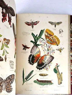 HAYEK- WIELKI ATLAS DO ZOOLOGII, BOTANIKI I MINERALOGII wyd.1887 - 18