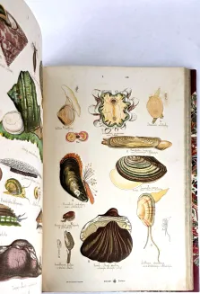 HAYEK- WIELKI ATLAS DO ZOOLOGII, BOTANIKI I MINERALOGII wyd.1887 - 19