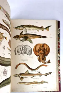 HAYEK- WIELKI ATLAS DO ZOOLOGII, BOTANIKI I MINERALOGII wyd.1887 - 20