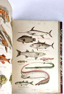 HAYEK- WIELKI ATLAS DO ZOOLOGII, BOTANIKI I MINERALOGII wyd.1887 - 21