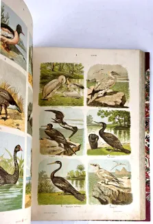HAYEK- WIELKI ATLAS DO ZOOLOGII, BOTANIKI I MINERALOGII wyd.1887 - 22