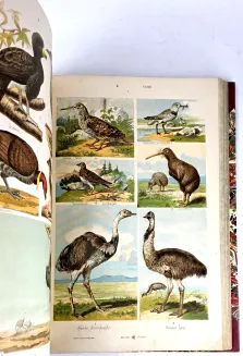 HAYEK- WIELKI ATLAS DO ZOOLOGII, BOTANIKI I MINERALOGII wyd.1887 - 23