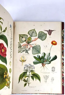 HAYEK- WIELKI ATLAS DO ZOOLOGII, BOTANIKI I MINERALOGII wyd.1887 - 24