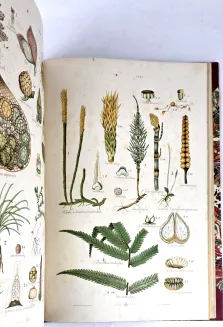 HAYEK- WIELKI ATLAS DO ZOOLOGII, BOTANIKI I MINERALOGII wyd.1887 - 26