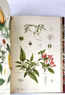 HAYEK- WIELKI ATLAS DO ZOOLOGII, BOTANIKI I MINERALOGII wyd.1887 - 27