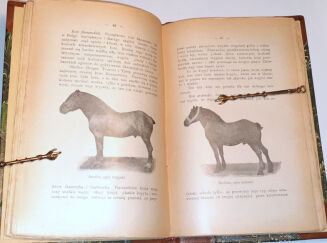 NITKOWSKI - HODOWLA KONIA ZIMNOKRWISTEGO wyd. 1904r. ilustracje - 2