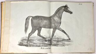 ŁYSZKOWSKI- ATLAS DO PORADNIKA HODOWLI I WETERYNARYI 31 tablic 1831 - 5