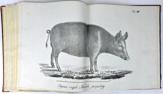 ŁYSZKOWSKI- ATLAS DO PORADNIKA HODOWLI I WETERYNARYI 31 tablic 1831 - 7
