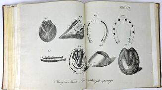 ŁYSZKOWSKI- ATLAS DO PORADNIKA HODOWLI I WETERYNARYI 31 tablic 1831 - 13