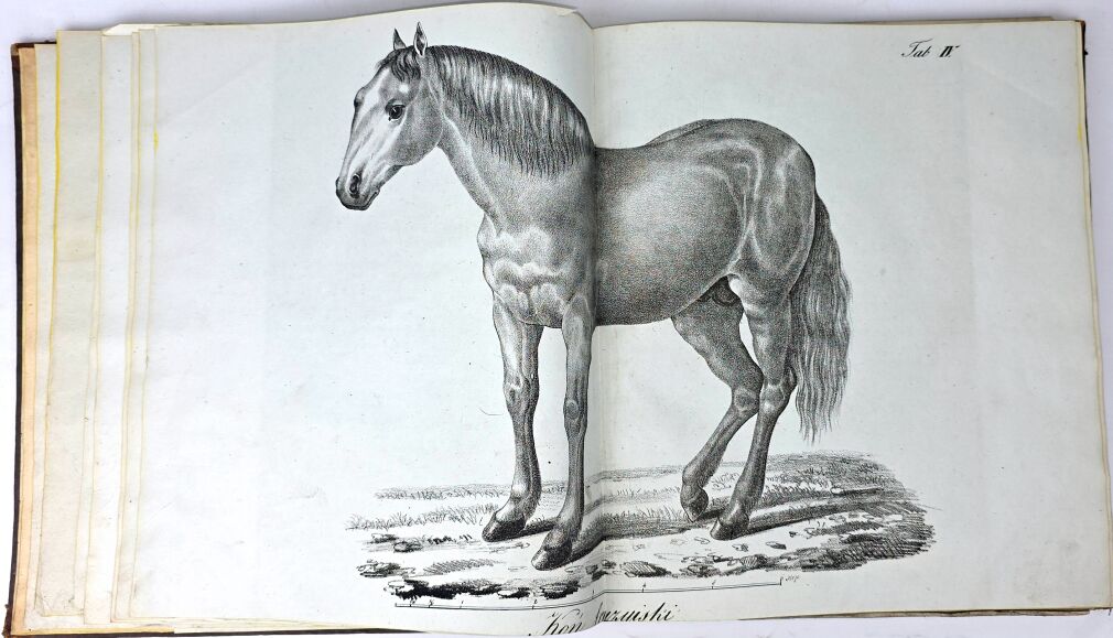 ŁYSZKOWSKI- ATLAS DO PORADNIKA HODOWLI I WETERYNARYI 31 tablic 1831