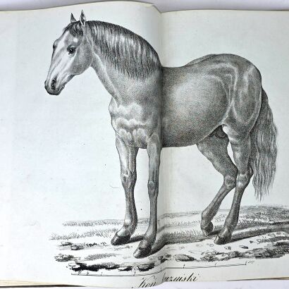 ŁYSZKOWSKI- ATLAS DO PORADNIKA HODOWLI I WETERYNARYI 31 tablic 1831