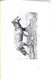 KRAWCZYŃSKI- ŁOWIECTWO Przewodnik dla leśników zawodowych i amatorów myśliwych 1924, oprawa luksusowa skóra - 7