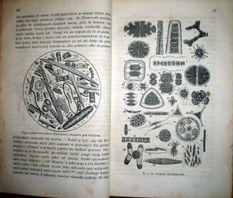 MULLER- ŚWIAT ROŚLINNY wyd. 1876r. TOM I-II. RYCINY - 4