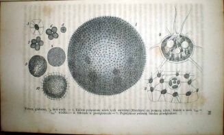 MULLER- ŚWIAT ROŚLINNY wyd. 1876r. TOM I-II. RYCINY - 5