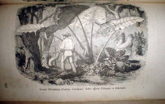 MULLER- ŚWIAT ROŚLINNY wyd. 1876r. TOM I-II. RYCINY - 6