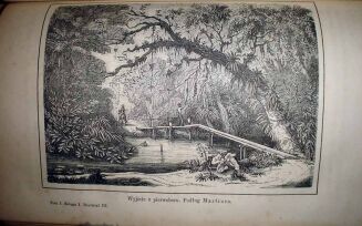 MULLER- ŚWIAT ROŚLINNY wyd. 1876r. TOM I-II. RYCINY - 9