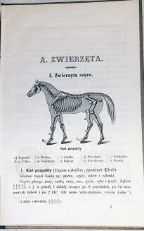 SZAFARKIEWICZ - HISTORYA NATURALNA wyd. 1864 ryciny - 3