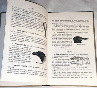 SZAFARKIEWICZ - HISTORYA NATURALNA wyd. 1864 ryciny - 5