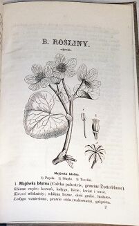 SZAFARKIEWICZ - HISTORYA NATURALNA wyd. 1864 ryciny - 6