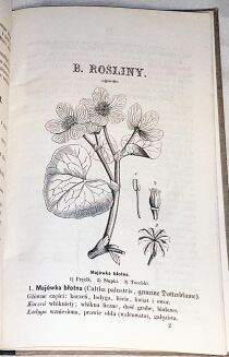 SZAFARKIEWICZ - HISTORYA NATURALNA wyd. 1864 ryciny - 7