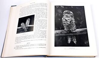 CORNISCH- ŚWIAT ZWIERZĄT Tom I-II setki ilustracji OPRAWA PUGET  - 7