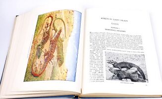 CORNISCH- ŚWIAT ZWIERZĄT Tom I-II setki ilustracji OPRAWA PUGET  - 9