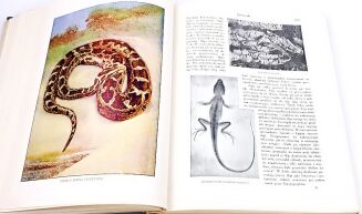 CORNISCH- ŚWIAT ZWIERZĄT Tom I-II setki ilustracji OPRAWA PUGET  - 10