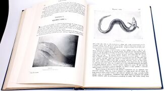 CORNISCH- ŚWIAT ZWIERZĄT Tom I-II setki ilustracji OPRAWA PUGET  - 13