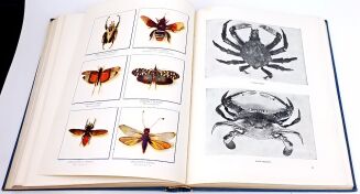 CORNISCH- ŚWIAT ZWIERZĄT Tom I-II setki ilustracji OPRAWA PUGET  - 14