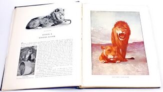 CORNISCH- ŚWIAT ZWIERZĄT Tom I-II setki ilustracji OPRAWA PUGET  - 17