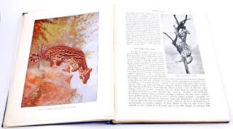 CORNISCH- ŚWIAT ZWIERZĄT Tom I-II setki ilustracji OPRAWA PUGET  - 18