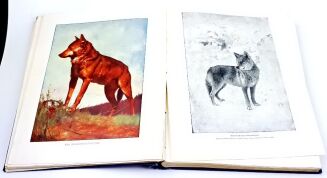 CORNISCH- ŚWIAT ZWIERZĄT Tom I-II setki ilustracji OPRAWA PUGET  - 19