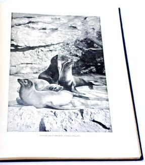 CORNISCH- ŚWIAT ZWIERZĄT Tom I-II setki ilustracji OPRAWA PUGET  - 20