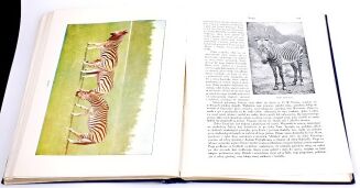 CORNISCH- ŚWIAT ZWIERZĄT Tom I-II setki ilustracji OPRAWA PUGET  - 22