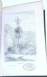 NIEWIADOMSKI - OBRAZY Z ŻYCIA FLORY wyd. 1880 - 3