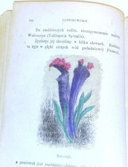 NIEWIADOMSKI - OBRAZY Z ŻYCIA FLORY wyd. 1880 - 4