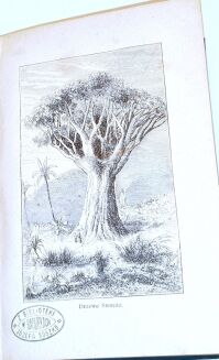 NIEWIADOMSKI - OBRAZY Z ŻYCIA FLORY wyd. 1880 - 5