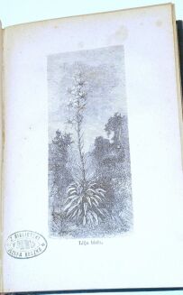 NIEWIADOMSKI - OBRAZY Z ŻYCIA FLORY wyd. 1880 - 6