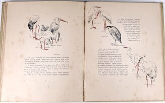 POTOCKI - NOTATKI MYŚLIWSKIE Z DALEKIEGO WSCHODU 1-2 ilustr. Stachiewicza 1896r. - 30