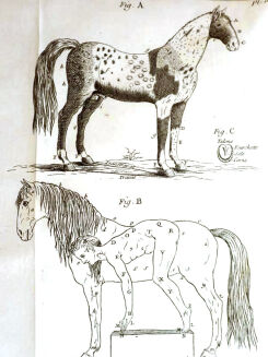 [OGÓLNA I POWSZECHNA WIEDZA O KONIACH] GARSAULT - LE NOUVEAU PARFAIT MARECHAL OU LA CONNAISSANCE GENERALE GENERALE ET UNIVERSELLE DU CHEVAL wyd. 1770 - 16