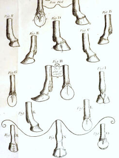 [OGÓLNA I POWSZECHNA WIEDZA O KONIACH] GARSAULT - LE NOUVEAU PARFAIT MARECHAL OU LA CONNAISSANCE GENERALE GENERALE ET UNIVERSELLE DU CHEVAL wyd. 1770 - 18