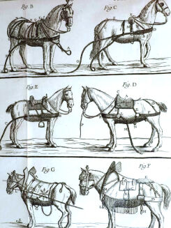 [OGÓLNA I POWSZECHNA WIEDZA O KONIACH] GARSAULT - LE NOUVEAU PARFAIT MARECHAL OU LA CONNAISSANCE GENERALE GENERALE ET UNIVERSELLE DU CHEVAL wyd. 1770 - 20