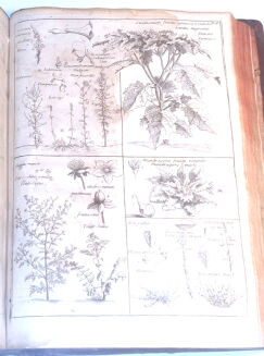 [OGÓLNA I POWSZECHNA WIEDZA O KONIACH] GARSAULT - LE NOUVEAU PARFAIT MARECHAL OU LA CONNAISSANCE GENERALE GENERALE ET UNIVERSELLE DU CHEVAL wyd. 1770 - 13