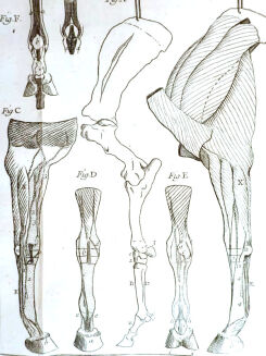 [OGÓLNA I POWSZECHNA WIEDZA O KONIACH] GARSAULT - LE NOUVEAU PARFAIT MARECHAL OU LA CONNAISSANCE GENERALE GENERALE ET UNIVERSELLE DU CHEVAL wyd. 1770 - 24